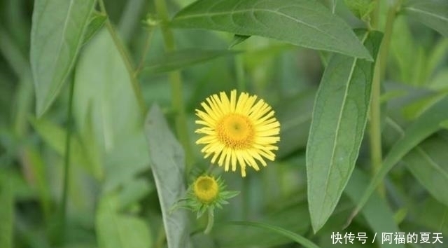 别把这种“菊”当做野菊花，它比野菊花更珍贵，价值更高！