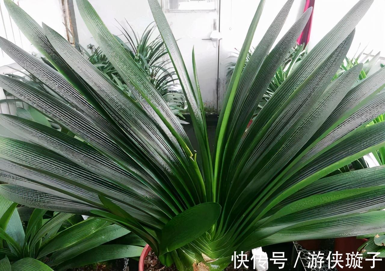 长寿花|5种“富贵花”，谨记“穷养它”，大盆换小盆，才能开满富贵花