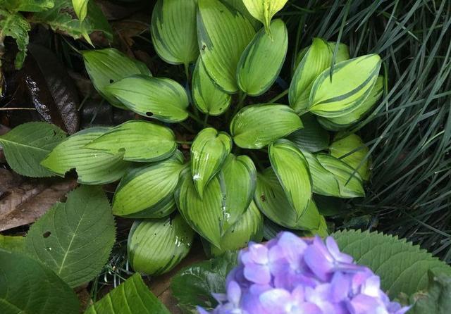 史上最耐阴的花,越阴凉越长得旺,绿萝虎皮兰靠边站