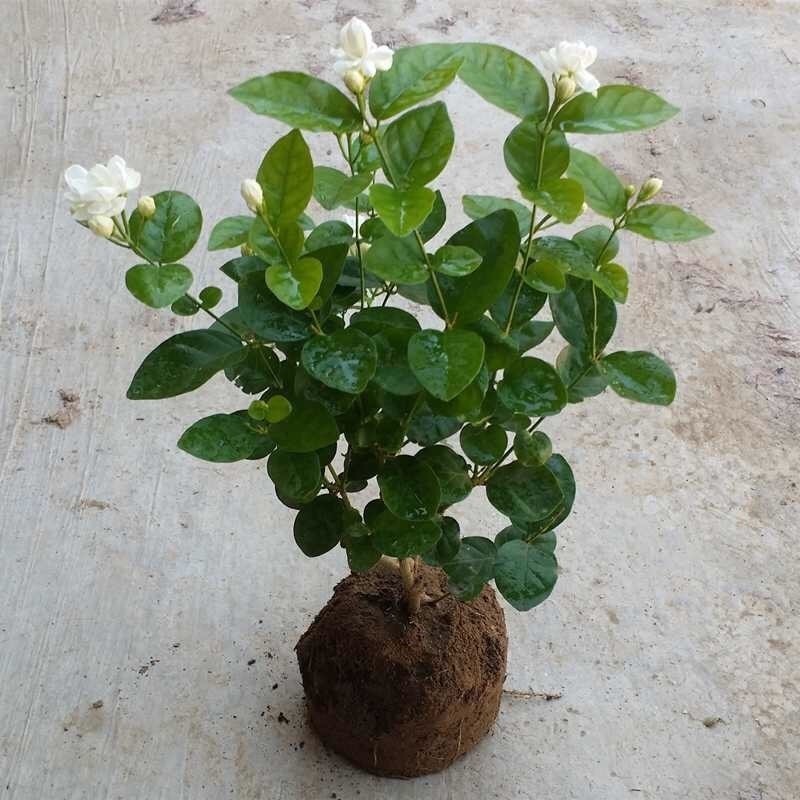 茉莉|绿萝再见了，1种“大花苞”茉莉，见土就活、开花多，比绿萝好养
