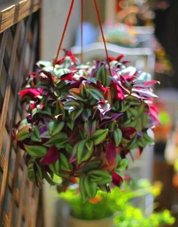 晾衣杆上养花,不占地又好看,养这几种砰砰开花