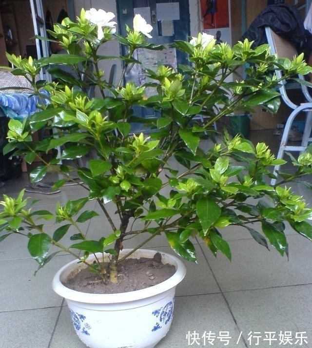 栀子花难养做好3点,南方北方都能养好,花期长,香味浓!