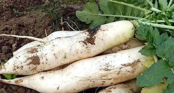 土豆|这个东西要连皮吃，大病小病都不怕，最便宜的才几元一斤