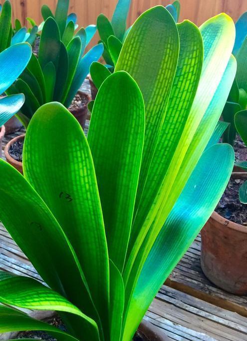 浇水|人养花,花亦养人,老祖宗的话不是没道理,室内要养“健康花”