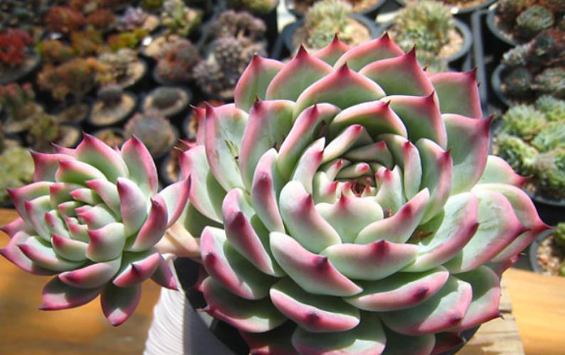 橙梦露|贵州大妈家不足一平方的窗台，摆了几十盆多肉，颜色美爆盆快