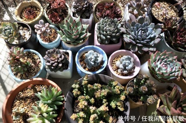 养了三年，多肉终于给点颜色瞧瞧了