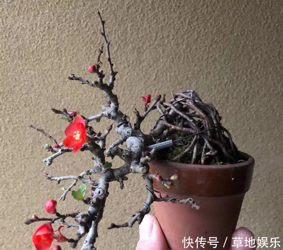 迷你的盆景艺术,小树开花