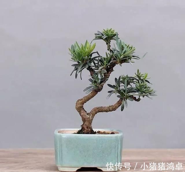 银杏树|聪明人爱养这八种“守家树”，护宅吉祥保平安，养好了都是传家宝