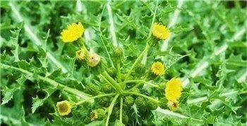 承气汤|蒲公英被称为“药草皇后”,泡水喝加一宝,消炎抗菌效果直翻倍