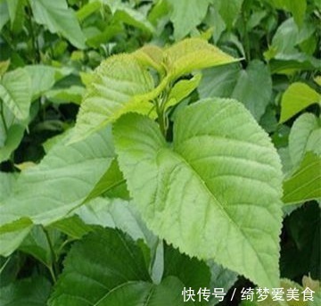小知识|桑叶作用多,巧治十多种常见疾病,采摘时间最重要,值得了解下!