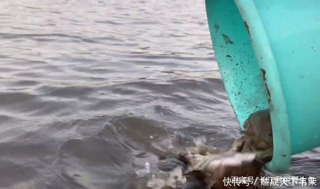 长江君|退水后钱塘江滩涂变“鳖滩”,甲鱼四处乱爬,有人一会捡了十几只