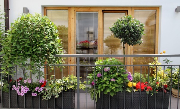 植物|花店老板打死都不愿意说的秘密养花草怎么防治烂根黄叶