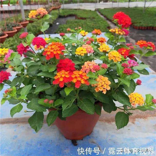 这六种花都是“毒花”，家里有老人、小孩、孕妇的，千万要慎养！