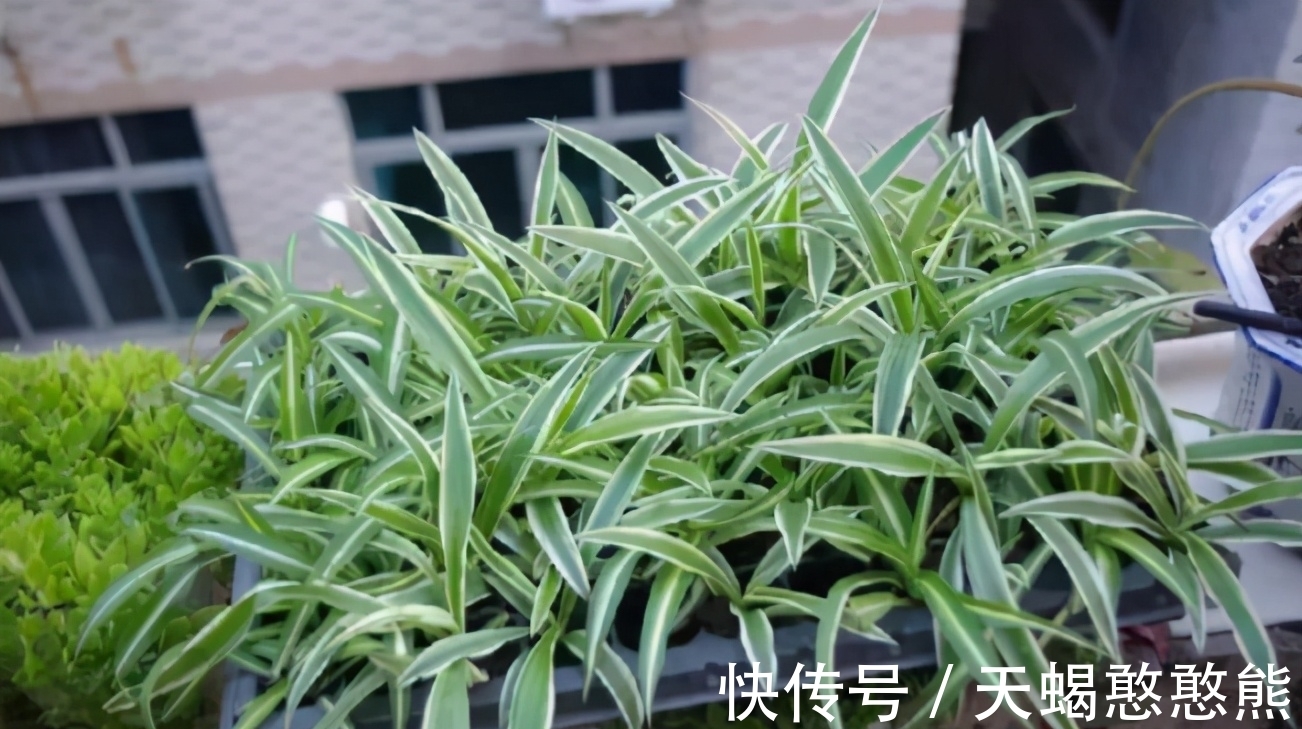 养花用啤酒,该怎么帮助根叶成长,改善土壤排水透气性?