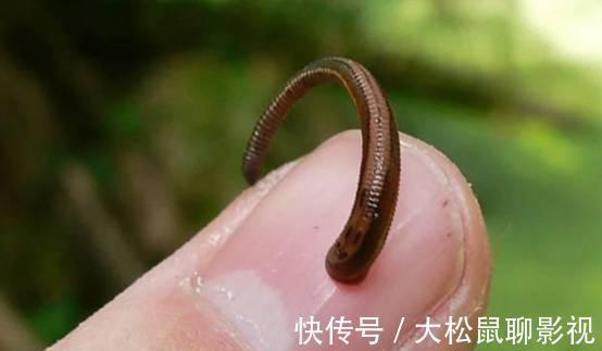 男孩|蚂蟥能在人体内长期存活吗?5岁男孩不小心吞进肚,1年后才发现