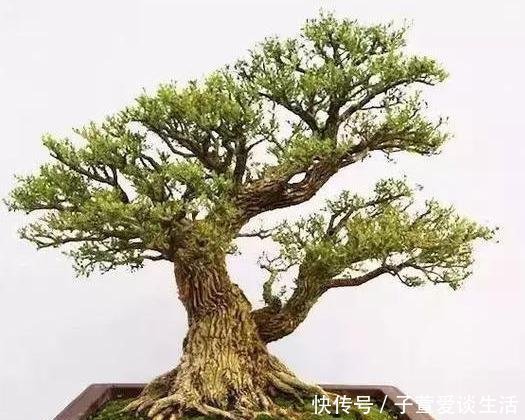 重点|什么算的上是好盆景学会看芯,芯是盆景的重点