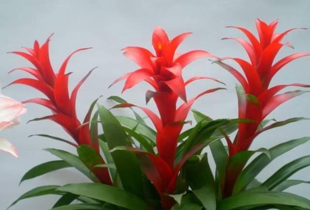 鸿运当头|建议养花人:4种花,别看不上,养护容易寓意好