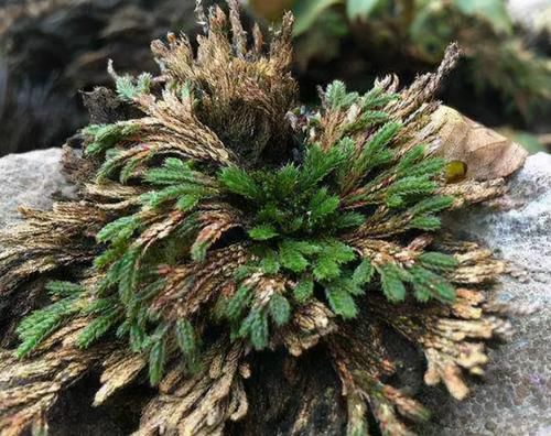 假期去野外，看见山上的还魂草，建议重视，是盆景好料