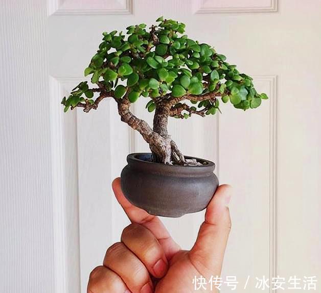 叶片|盆栽金枝玉叶，3个“小动作”，叶片饱满有光泽，轻松变成美盆景