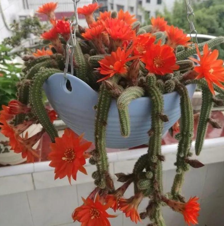 人养花,花也养人,4种花净化空气,养在阳台,轻松开成花海