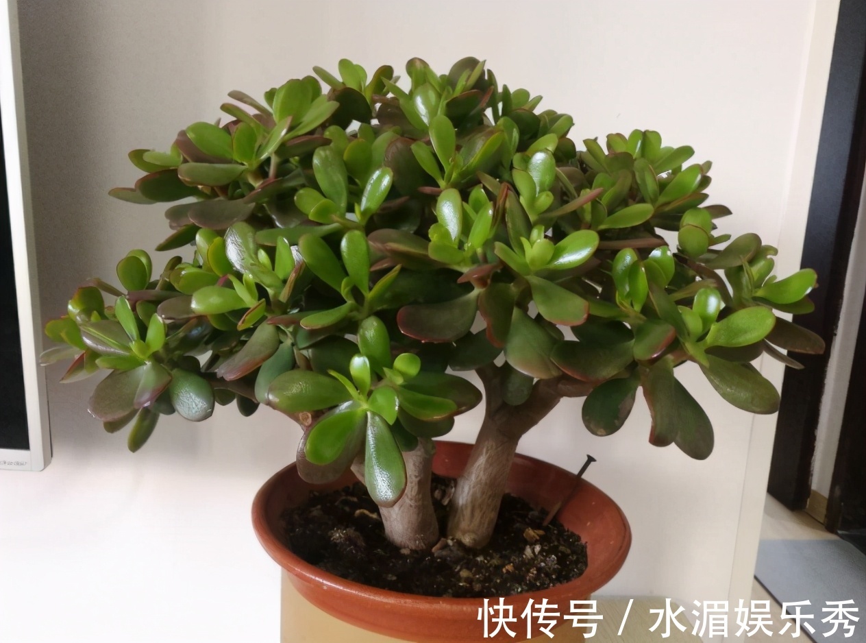 羊粪|玉树的养护“诀窍”,夏季掌握好,蹭蹭长新叶,越养越茂盛