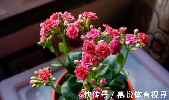 冬天想让长寿花长满花苞,只会“施肥”可不行,还要会“三控”