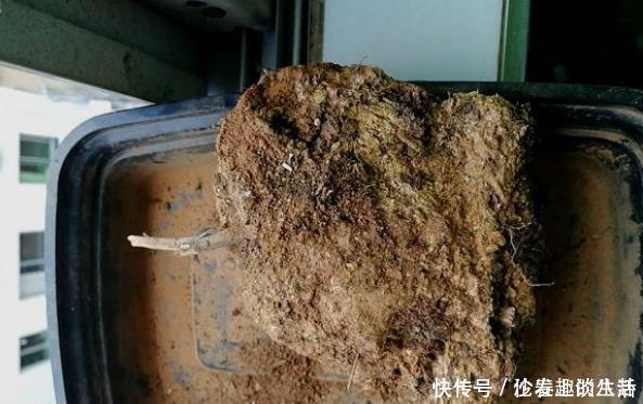 养花的土变硬了老花匠别铲，浇上“1种水”，30天变疏松