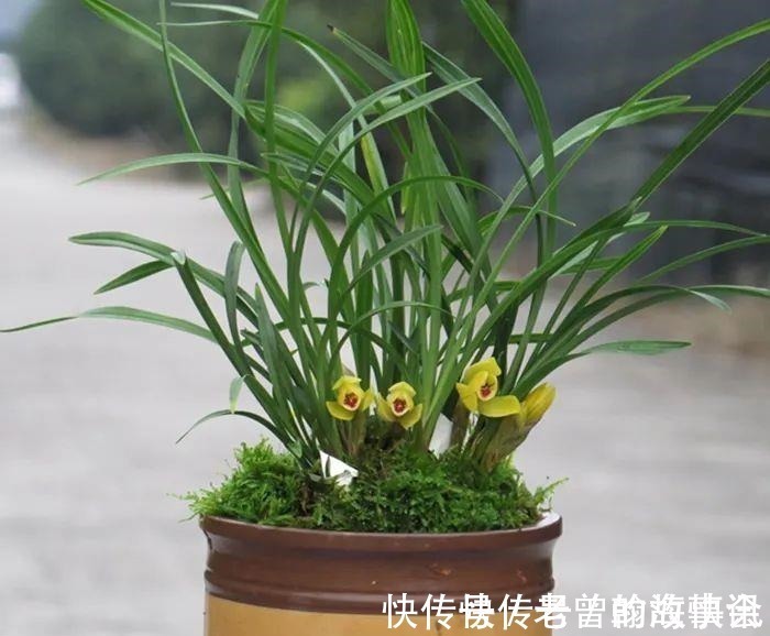 天价|曾经天价的8种兰花,如今跌落神坛,普通人也买得起