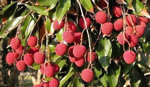 延年益寿|想长寿全靠吃，秋天老人3种水果离不开，延年益寿，提高免疫力