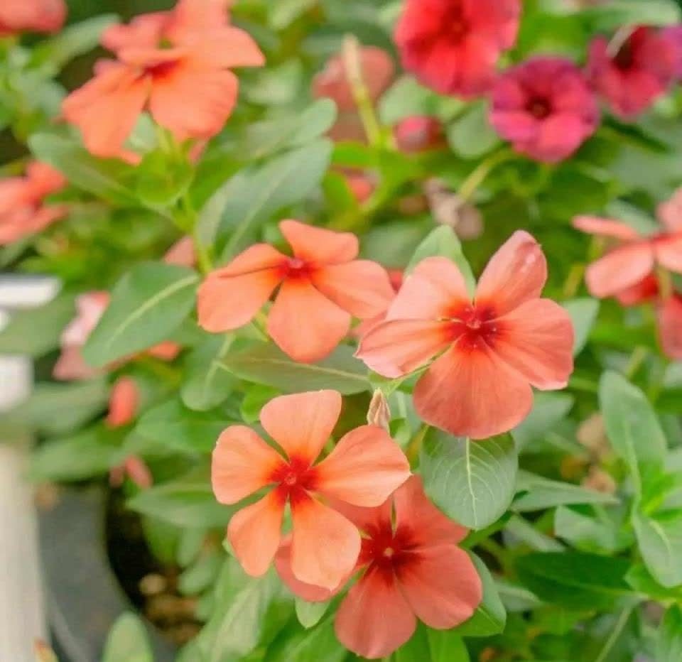 这3种花,开始春播了,7天破土,很快开成花海洋