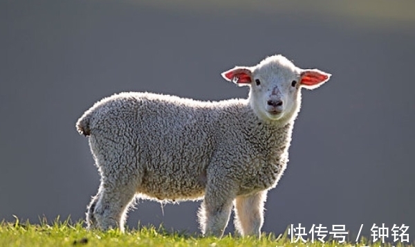 升职加薪|生肖羊出生在哪个季度，贵人多福气旺，2022年先苦后甜，锦鲤翻身