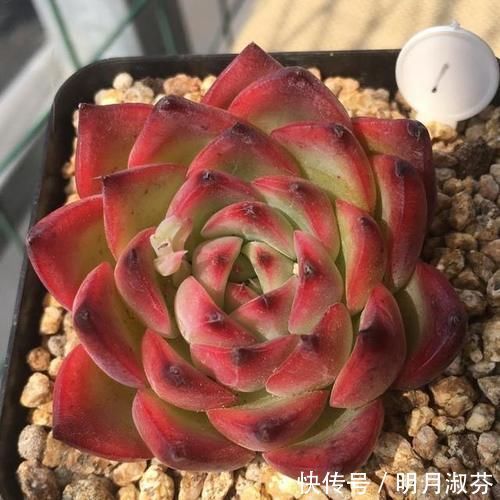 多肉阳台党终于放弃了蒂亚,因为遇见了篝火,颜色火红皮实好养