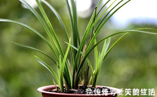 兰株|兰花弱苗复壮，仅仅是施肥吗？主要的技巧有这几点