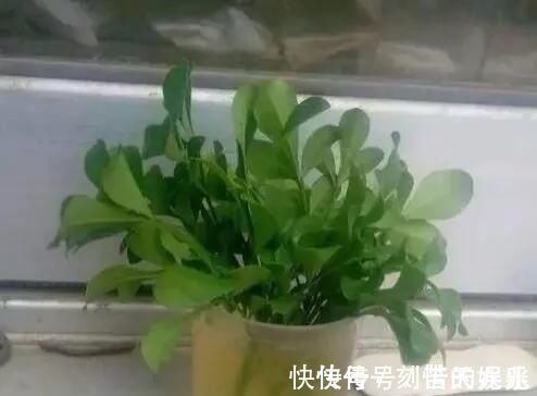 蟹爪兰|养花爱好者看过来这15种花现在“扦插”，生根快，一个周就长芽