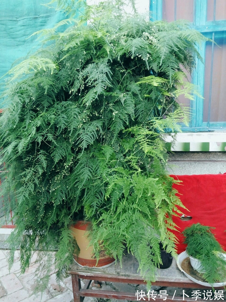 张大爷家文竹养6年,长到1米5,变成粗壮、翠绿盆栽,年年开花