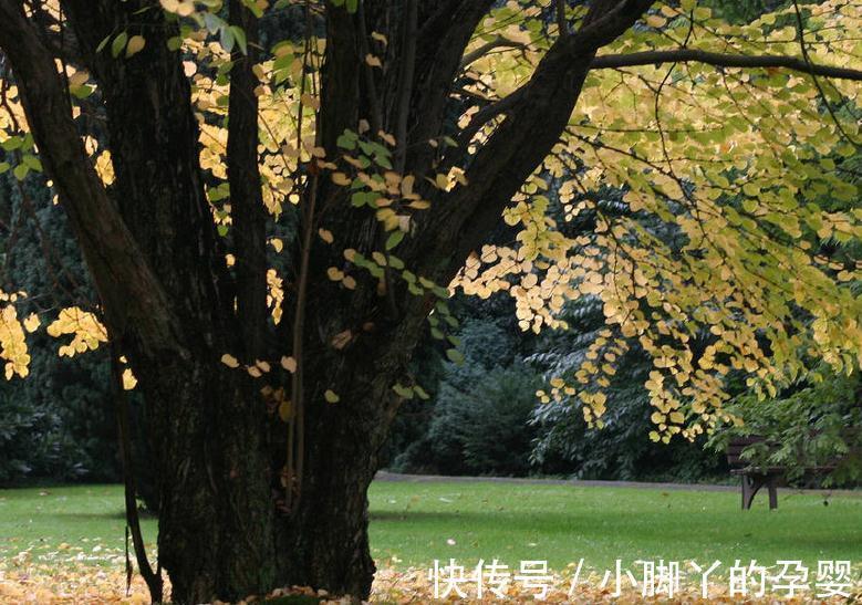 要想盆栽花卉长的旺,万能土不能少