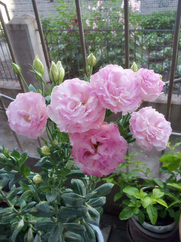 此花花型优美，花色鲜艳，是主要的切花和盆花