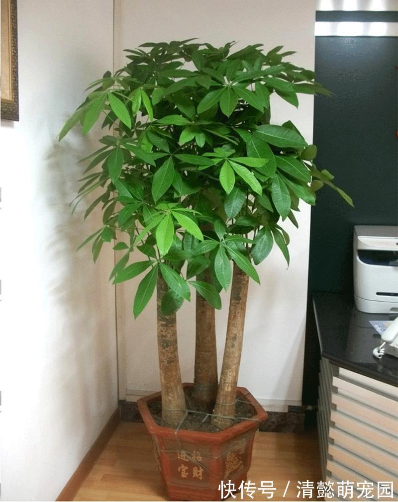 发财树有“三怕两不喜”，难怪怎么都养不活，看了可规避