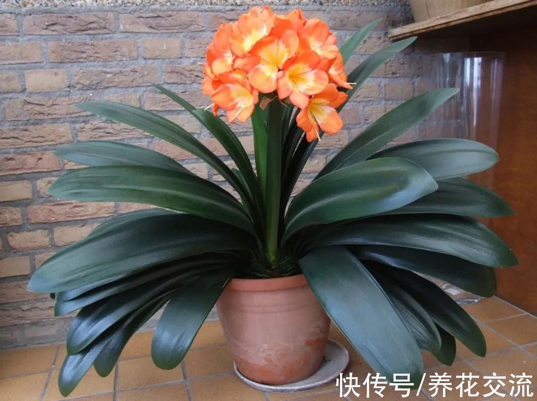 室内|15种可以在窗台上开花灿烂的室内盆栽,有散射光就能正常开花