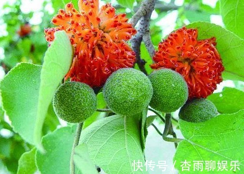 生命力|院子里长出这5种草,看到就铲除别犹豫,留下会“后患无穷”