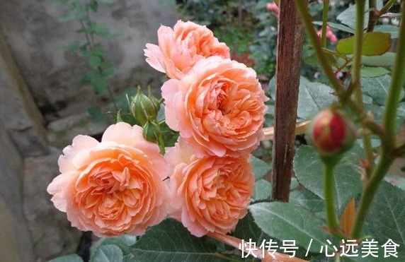 花簇|想轻松爆盆就养这款花,花开满园,颜色艳丽,满满都是香味,完美