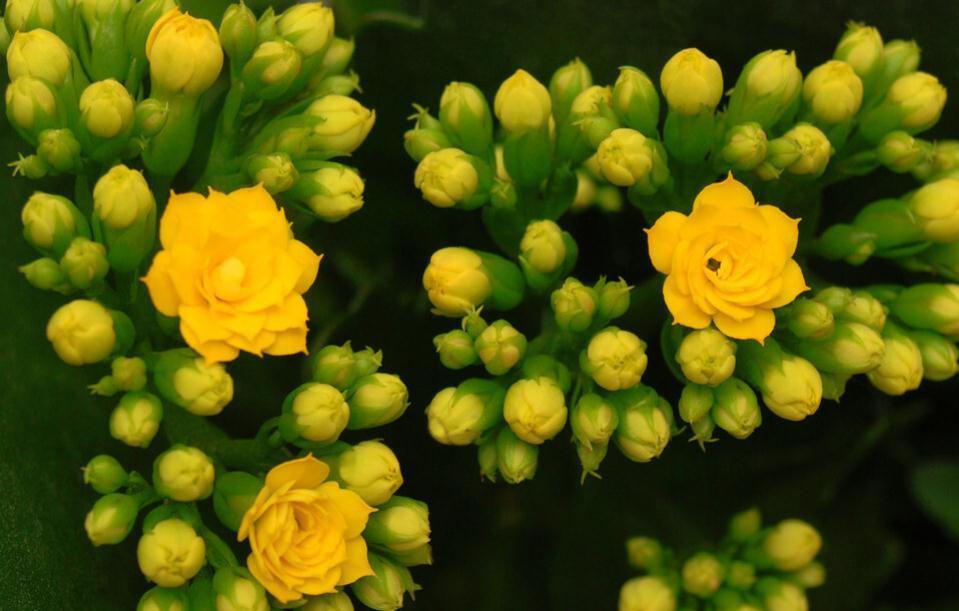 长寿花好看却养不好,对照这“7点”,来看看问题出在哪