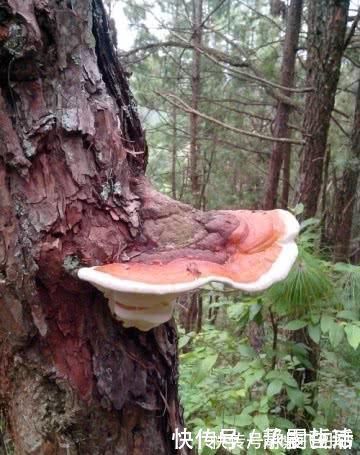 夜交藤|总是失眠,那是你的心肾“要水喝”三味中药让它们心满意足