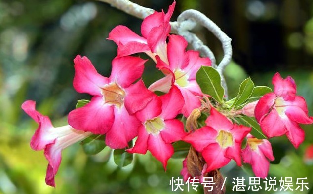 花卉|刚买的沙漠玫瑰，换盆注意“4点”，生根快速，夏季开花不间断