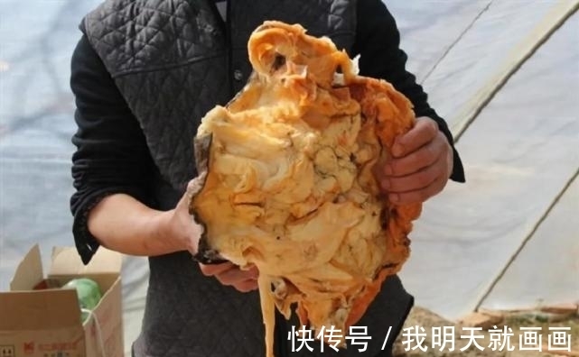 科学家们@一块卖出百万高价,太岁究竟是什么东西?科学研究揭开太岁之谜