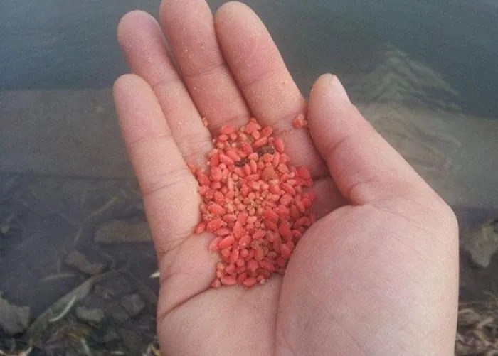 千算万算,怎么也没算到,这样一种窝料才是“对付”板鲫的法宝