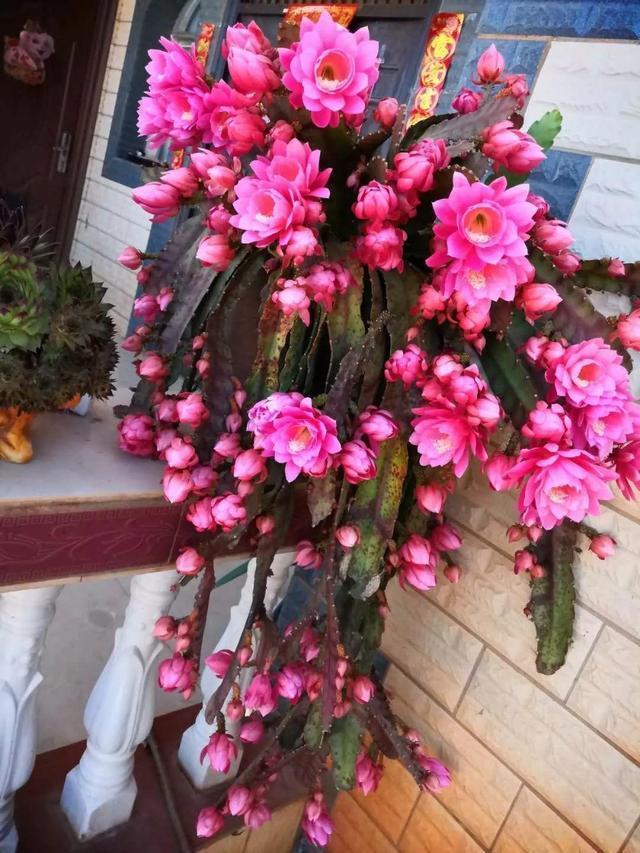 你还买这10种花别再乱花钱了,摘个叶子回家,过几天就变小苗了