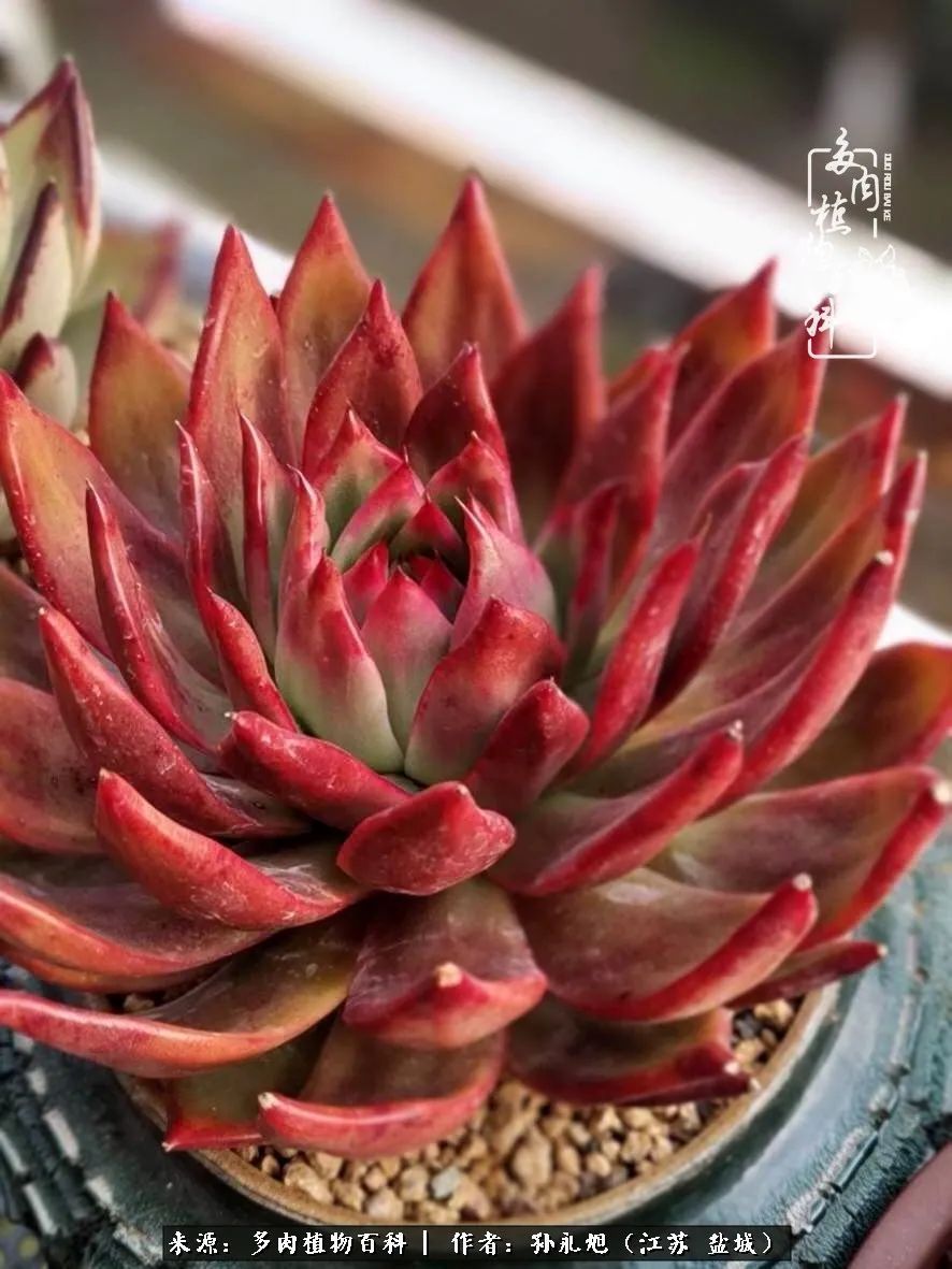 养多肉三年多九万里悟道，终归诗酒田园！