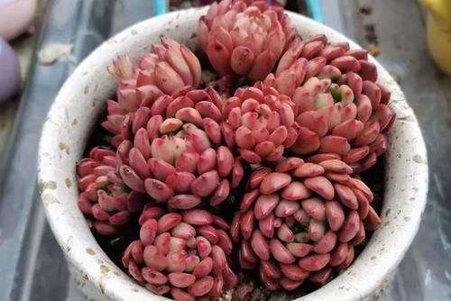 不知道养啥多肉植物？分享5种常见的多肉植物，让人爱不释手