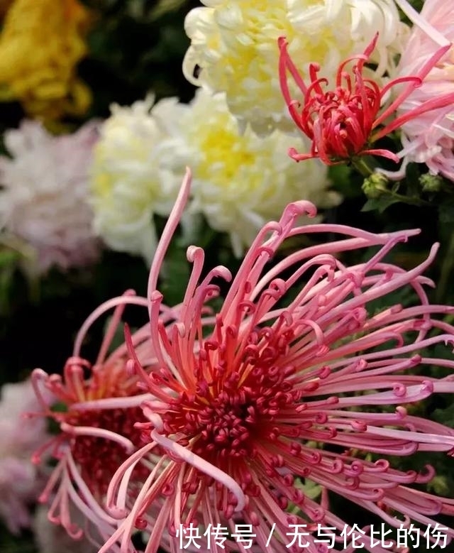 菊花美图,太美了,分享给朋友们吧!